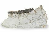 Fossil Titanothere (Megacerops) Jaw - South Dakota #249236-1
